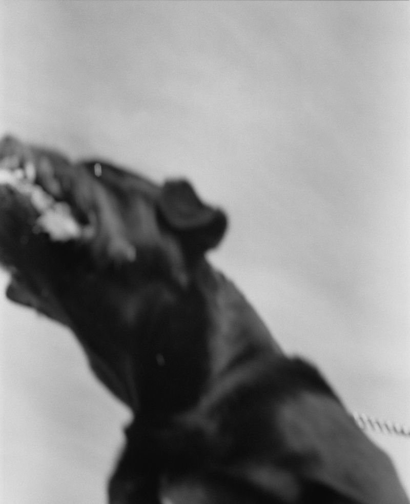 © John-Alex - Snarling Dog i, Klapmuts