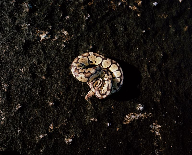 © John-Alex - Snake, Bakoven, Cape Town