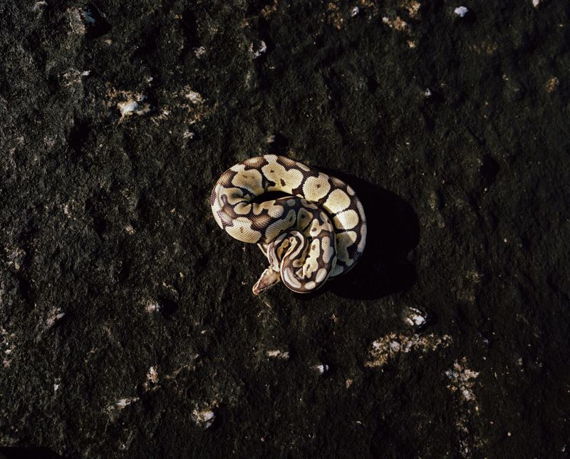 © John-Alex - Snake, Bakoven, Cape Town