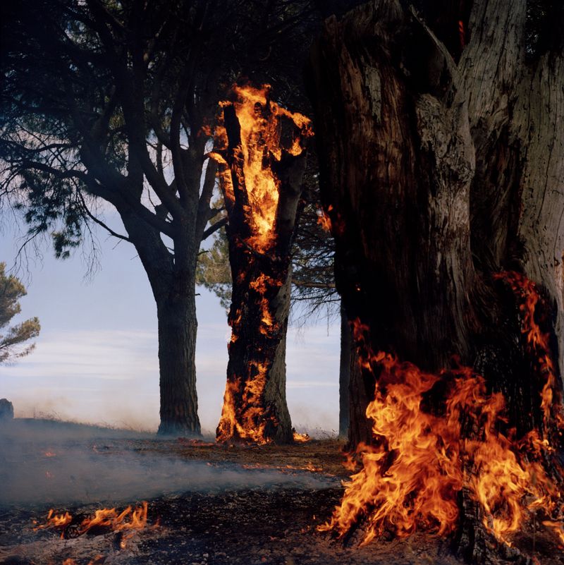 © John-Alex - Burning Tree, Rondebosch Common, Cape Town