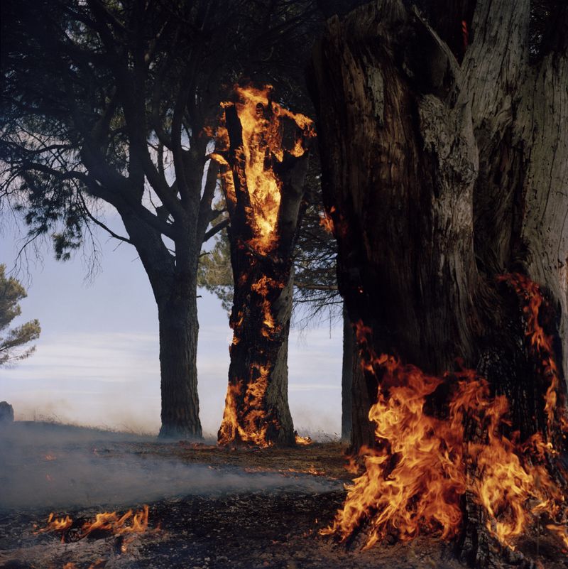 © John-Alex - Burning Tree, Rondebosch Common, Cape Town