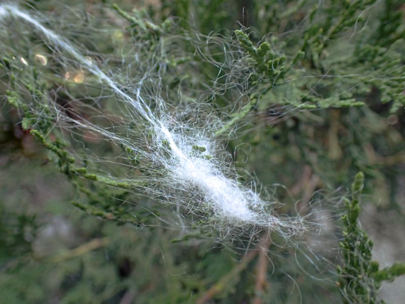 © yingying gao - Image from the Karmic Web photography project