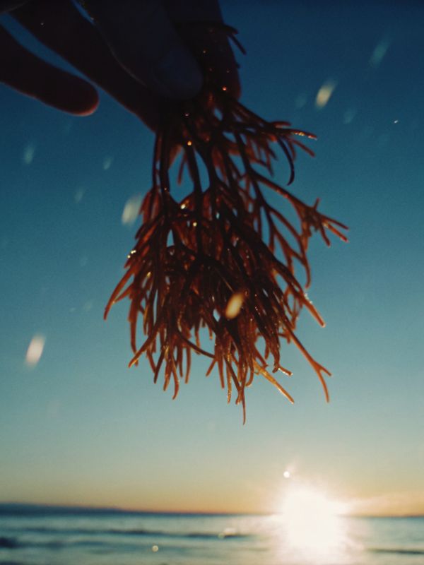 © yingying gao - August 2023, Dar es Salaam. Plants on the beach under the sunlight.