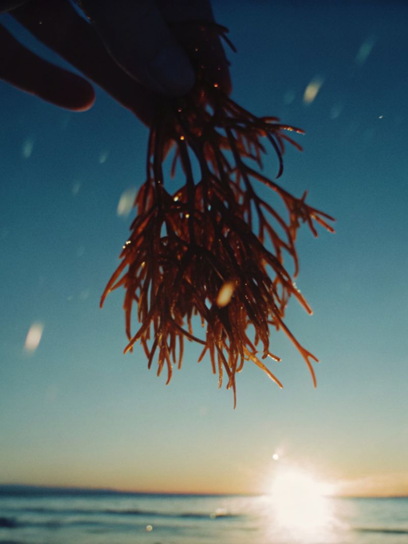 © yingying gao - August 2023, Dar es Salaam. Plants on the beach under the sunlight.
