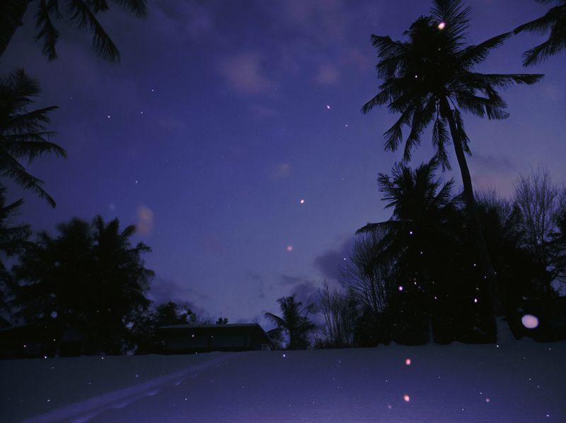 © yingying gao - August 2023, Dar es Salaam. The coconut grove in the evening light.