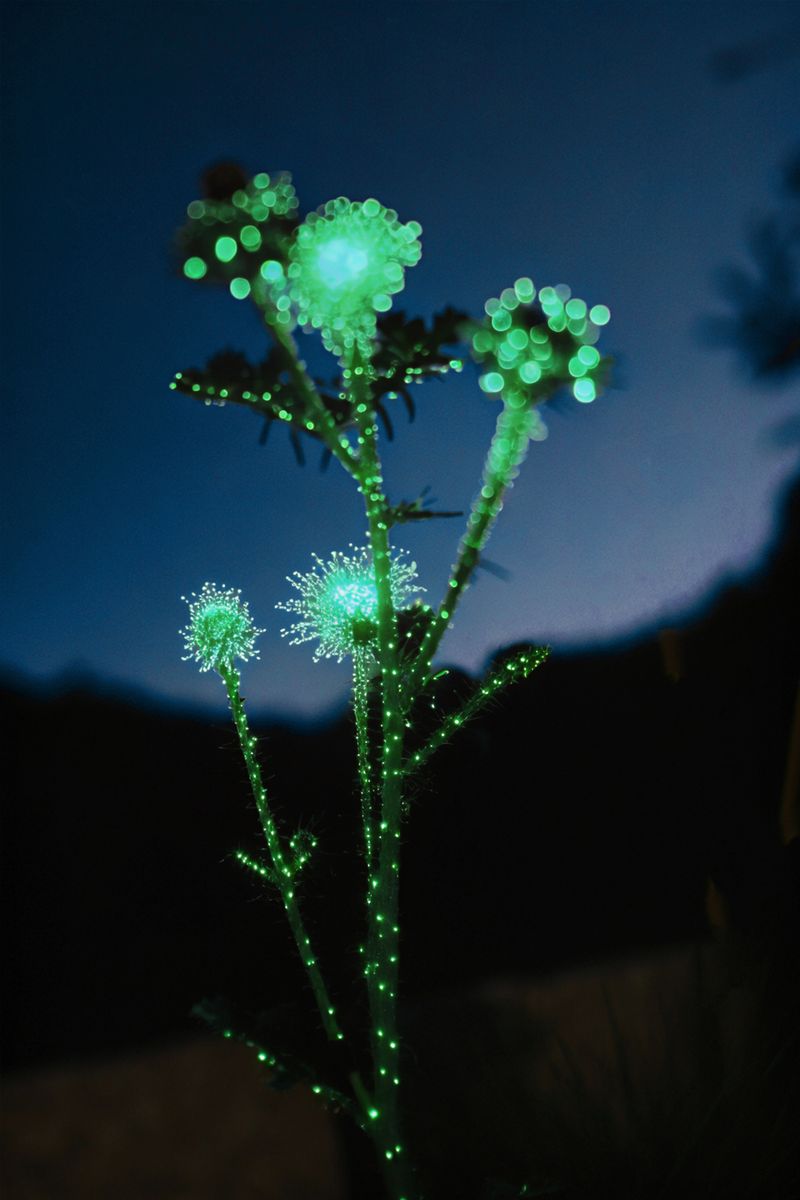 © yingying gao - Glass mountain