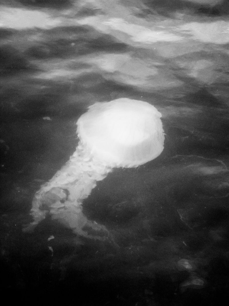 © Eric Allende - A jellyfish can be seen in a river in Chiloe, Chile.
