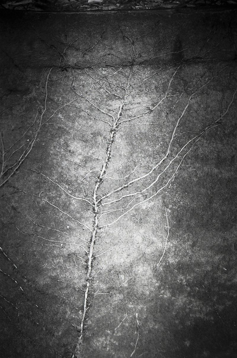 © Eric Allende - Branches grow on the wall of a house in the commune of Pudahuel. Santiago, Chile.