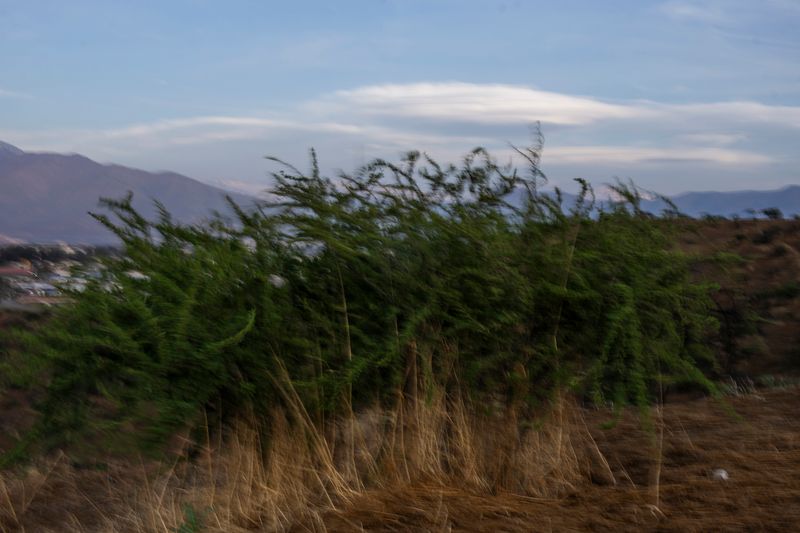 © Eric Allende - Image from the In my dreams, amaranth bloomed. photography project