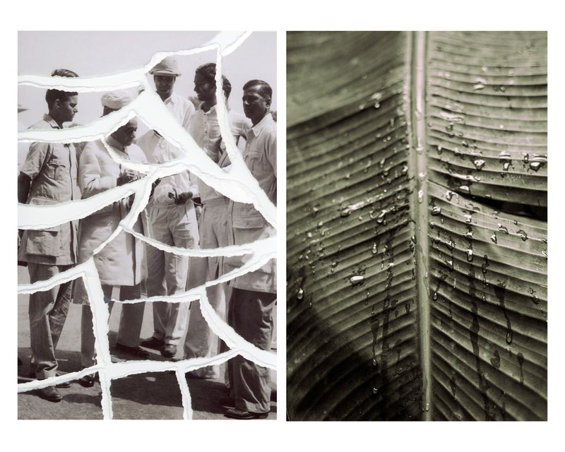 © Sarah Chandy - Image from the Lilies in the Garden of Tomorrow photography project