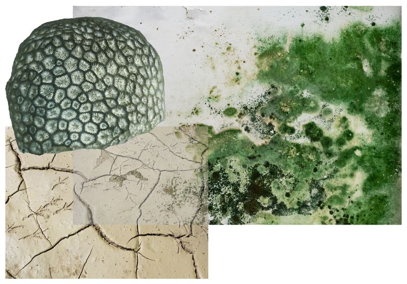 © Florence Iff - prehistoric coral, dried up ground, bird traces, algae and bacteria on wall