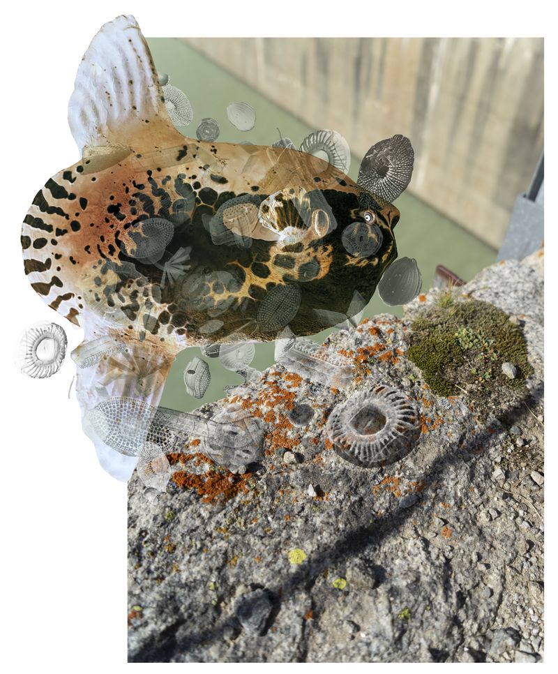 © Florence Iff - moonfish, bacteria, lichen on dam wall