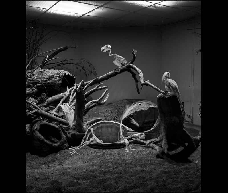 © Florence Iff - ortoise, Parrot and Red-Billed Hornbill, zoo space (Museum of Natural History Paris, Bern / Zoo Zurich)