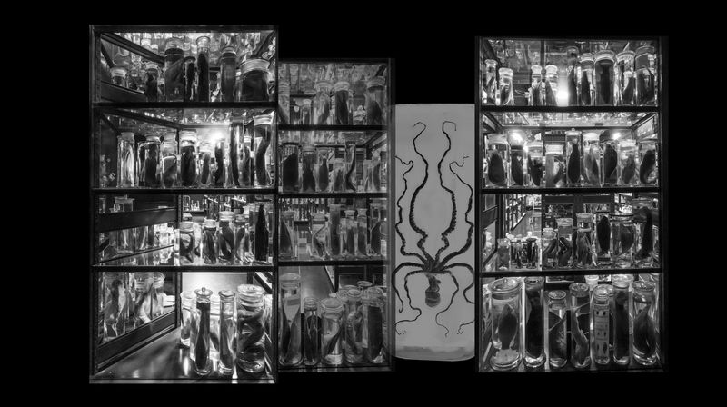 © Florence Iff - Fish and Octopus in formaldehyde-jars (Museum of Natural History Berlin,Vienna)