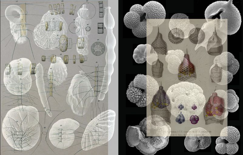 © Florence Iff - single cell organisms, bacteria, origin of oil