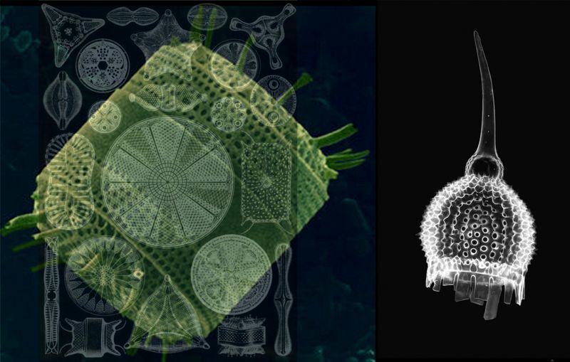 © Florence Iff - single cell organisms, bacteria, origin of oil