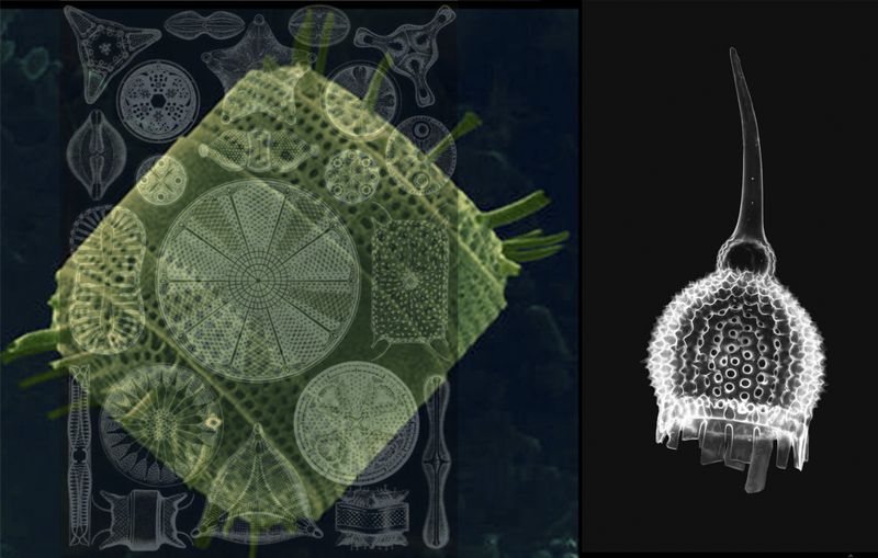 © Florence Iff - single cell organisms, bacteria, origin of oil