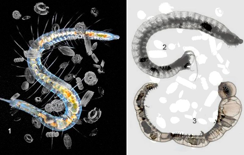 © Florence Iff - microplastic, deep sea animals, bacteria living on and from micro plastic