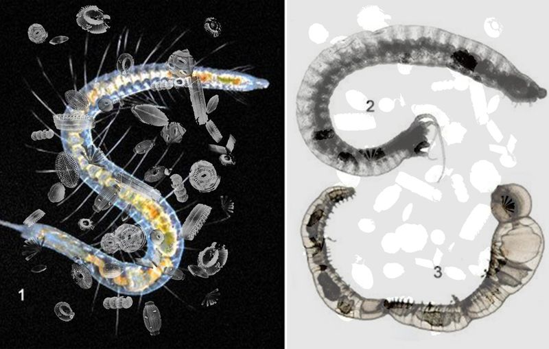 © Florence Iff - microplastic, deep sea animals, bacteria living on and from micro plastic