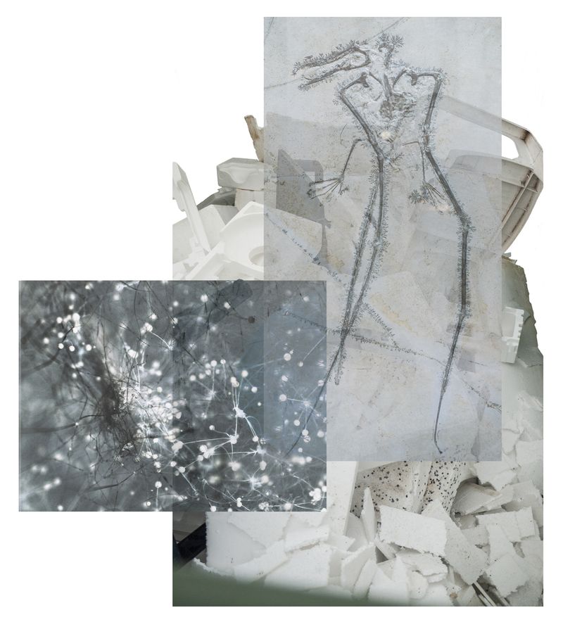 © Florence Iff - biodiversity, plastic waste, mold, Pterosaur