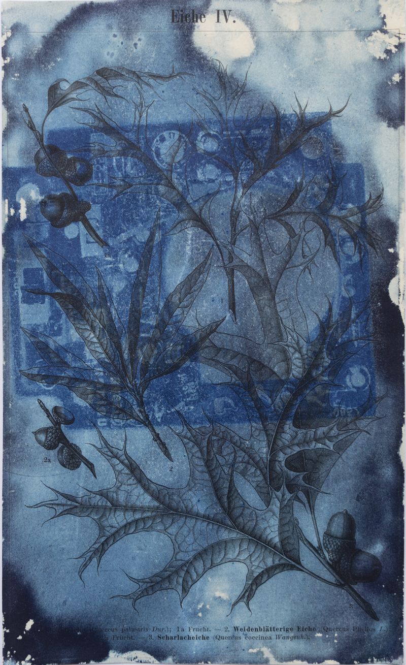 © Florence Iff - Amalgamated Fragmentation/ Technosphere- Board 11 cyanotype on vintage lithography