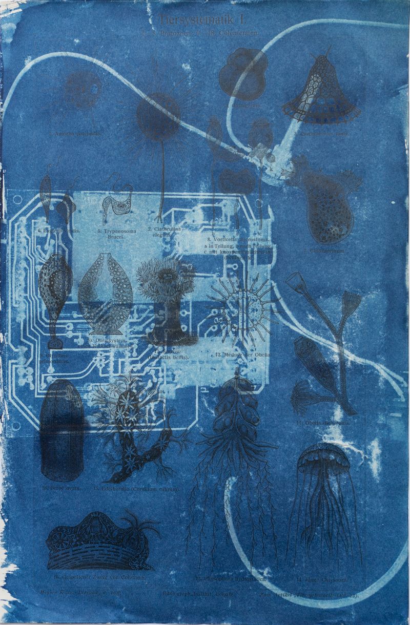 © Florence Iff - Amalgamated Fragmentation/ Technosphere- Board 3 cyanotype on vintage lithography