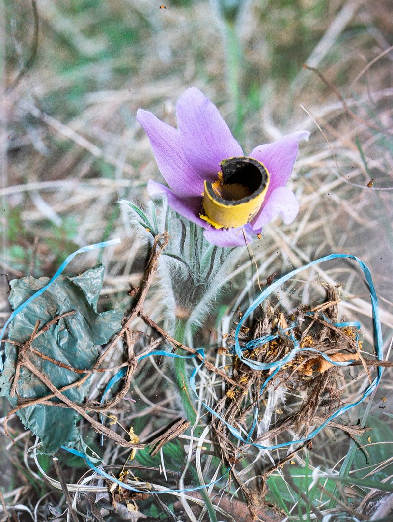 © Florence Iff - Image from the Amalgamated Fragmentations-Penetration photography project