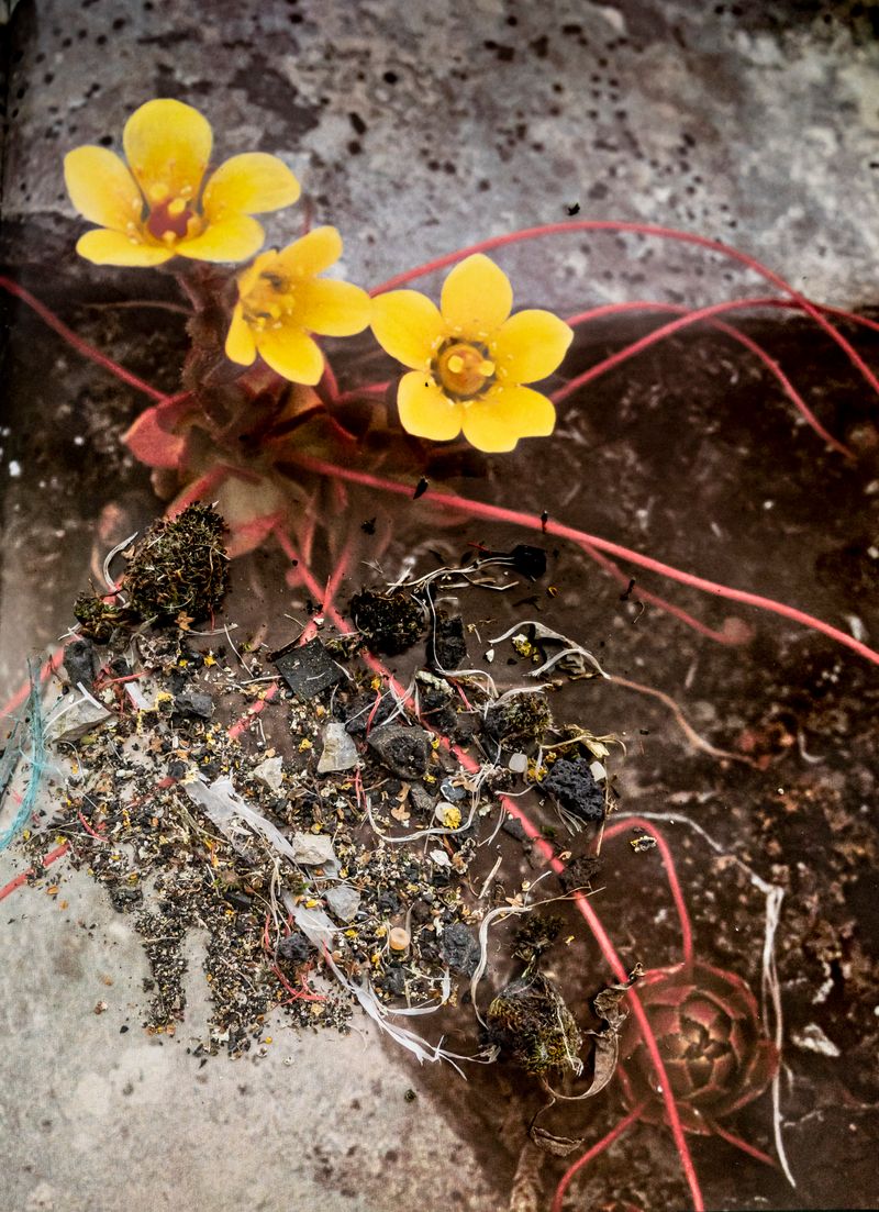 © Florence Iff - Image from the Amalgamated Fragmentations-Penetration photography project