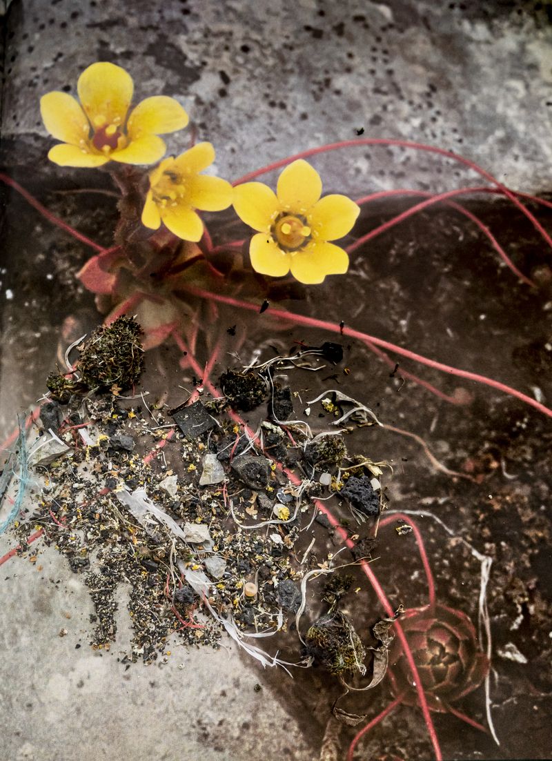 © Florence Iff - Image from the Amalgamated Fragmentations-Penetration photography project