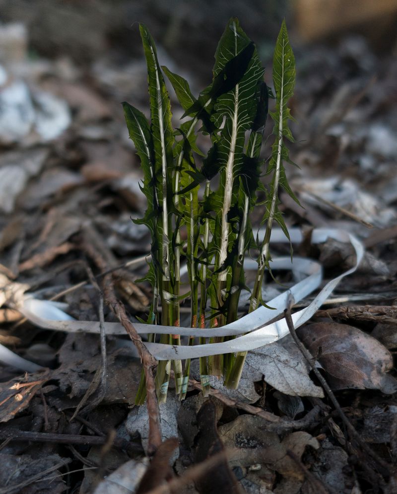 © Florence Iff - Amalagamated Fragmentation/Plastisphere-Plant 6