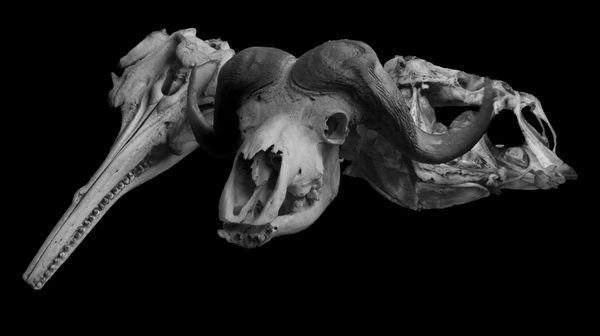 © Florence Iff - River Dolphin (recently extinct), Water Buffalo, Deep Sea Fish (probably extinct)