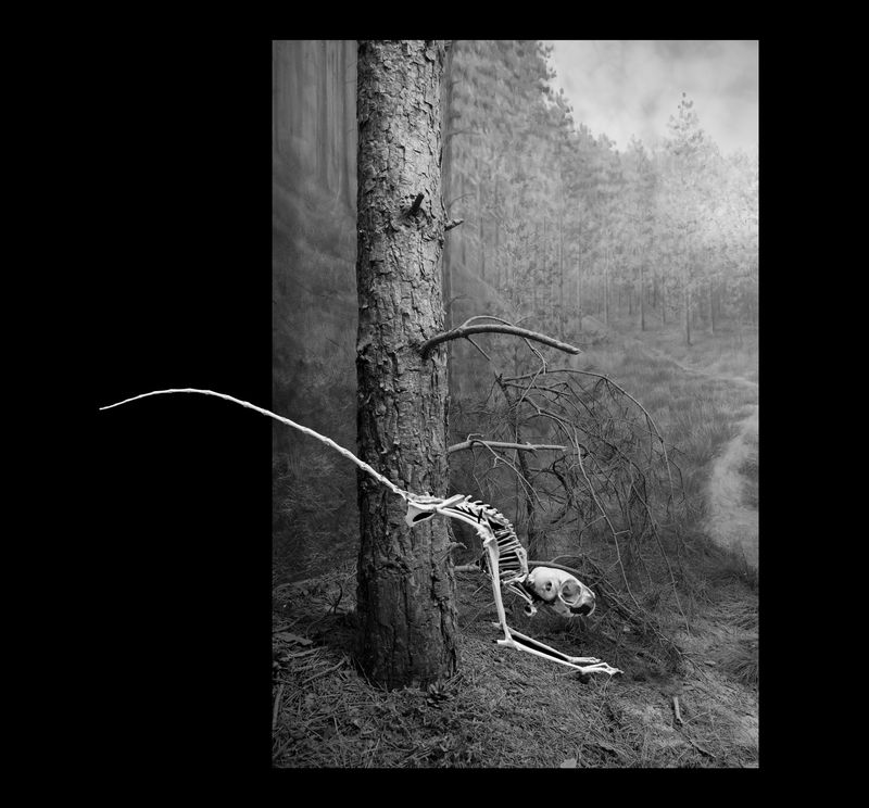 © Florence Iff - Desert Jerboa, diorama setting