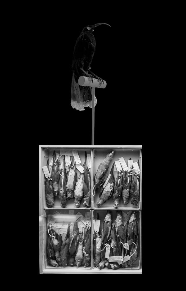 © Florence Iff - Huia (recently extinct) and Parrots