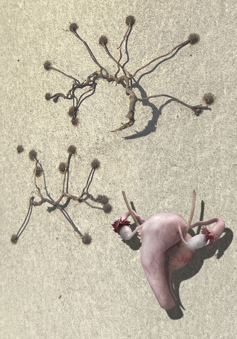 © Florence Iff - thirsty genitals and ovaries