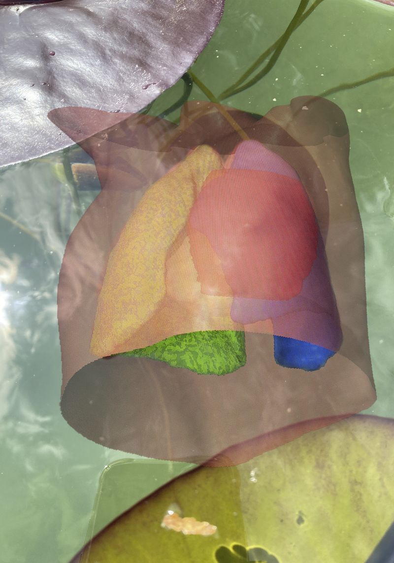 © Florence Iff - freefloating inner organs, pond
