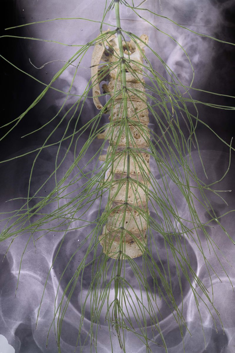 © Florence Iff - skeletal support