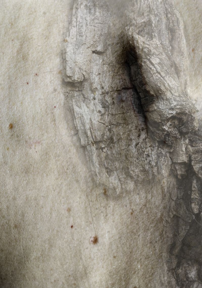 © Florence Iff - skin like bark