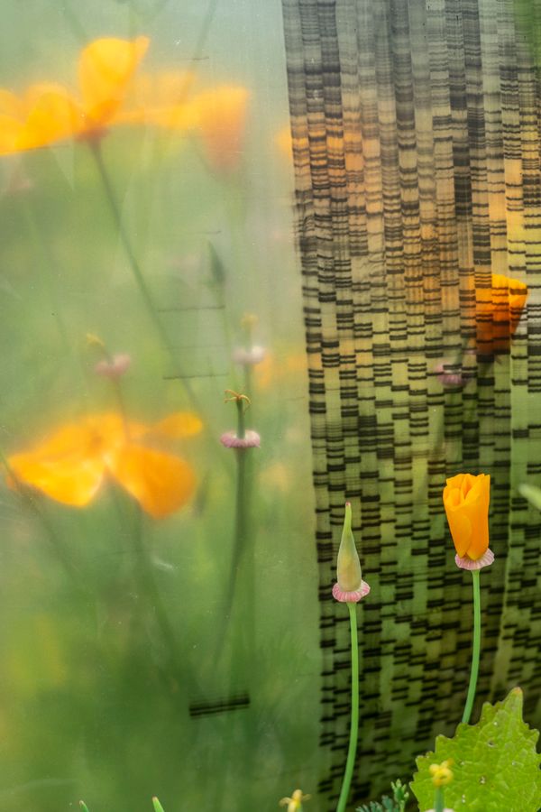 © Florence Iff - I’ve placed vintage DNA sheets amid blooming California poppies in my garden