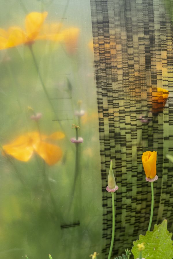 © Florence Iff - Vintage DNA sheets placed among blooming California poppies in my garden