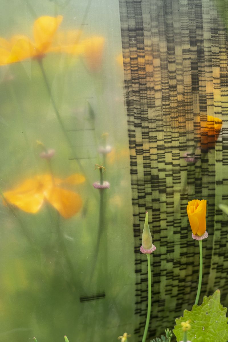 © Florence Iff - Vintage DNA sheets placed among blooming California poppies in my garden