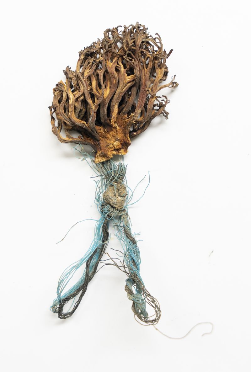 © Florence Iff - Plastic rope discovered in a field, combined with a dried mushroom
