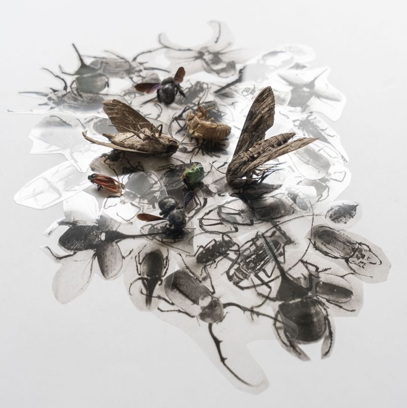 © Florence Iff - Mostly extinct insects photographed in natural history museums, printed on transparent film combined with found specimens