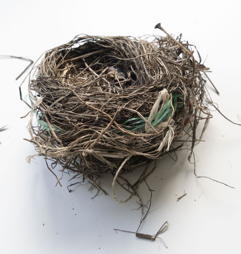 © Florence Iff - A bird’s nest discovered with woven plastic strings incorporated into it.