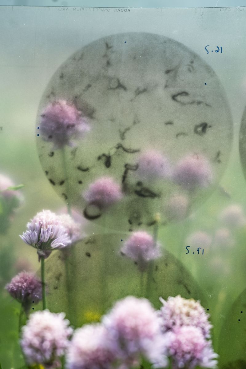 © Florence Iff - Vintage DNA sheets placed among blooming chives