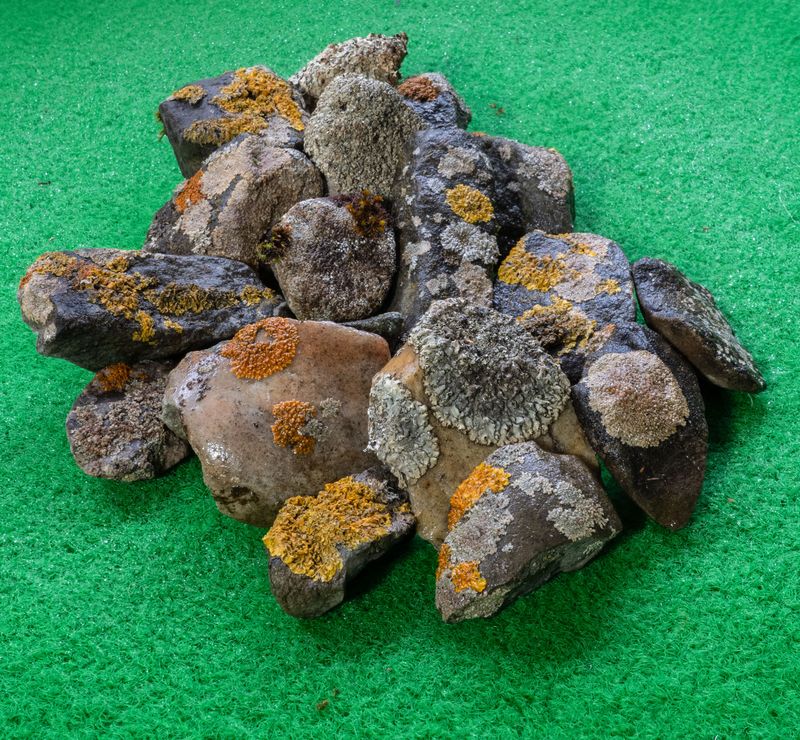 © Florence Iff - Gravel stones with lichens growing on contaminated rock, plastic turf