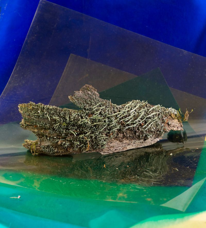 © Florence Iff - Installation with filter foils and lichen on wood