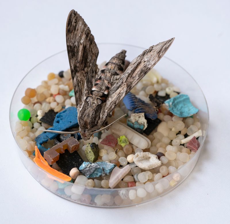 © Florence Iff - Moth with microplastics