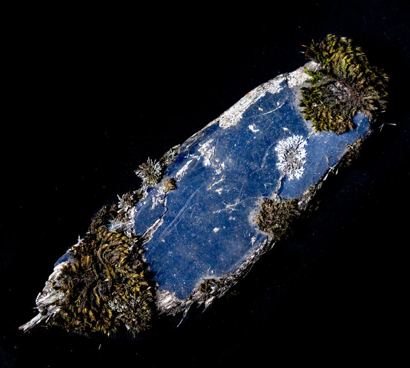 © Florence Iff - Found plastic piece overgrown with moss and lichen