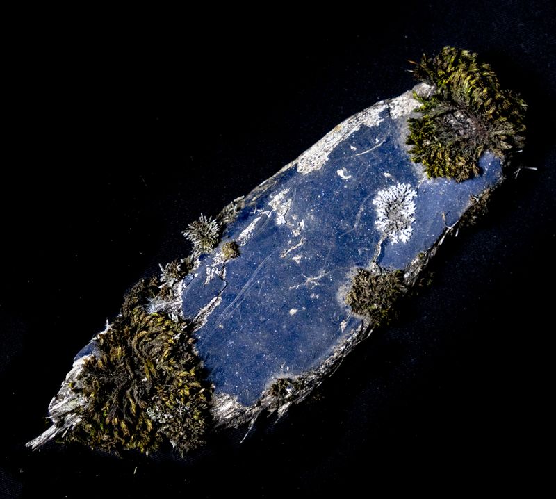 © Florence Iff - Found plastic piece overgrown with moss and lichen