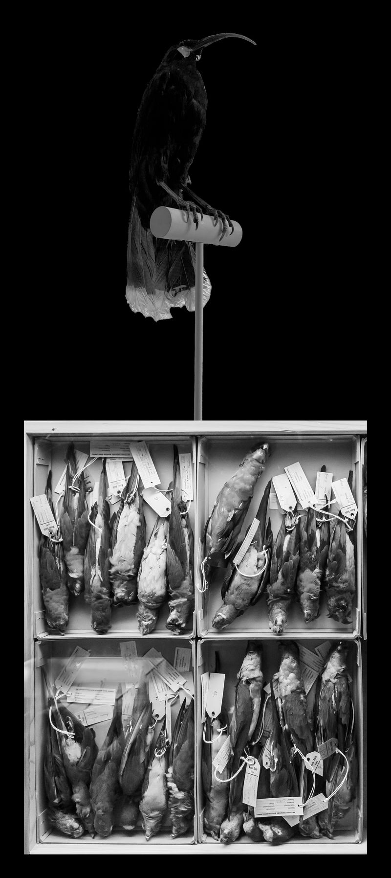 © Florence Iff - Nature Morte #4Huia (recently extinct) and Parrots